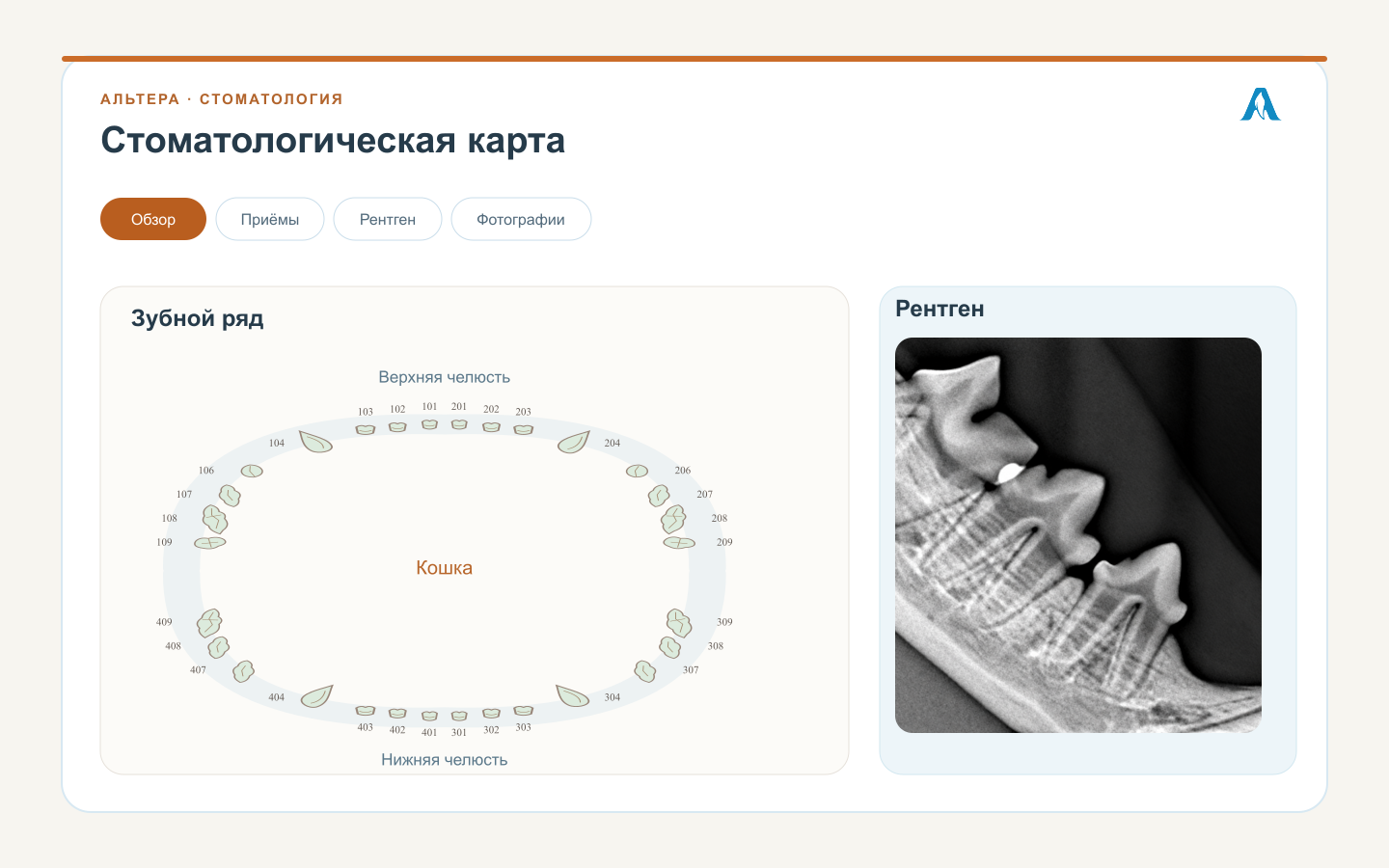 Зубной ряд, рентген и приёмы в стоматологической карте